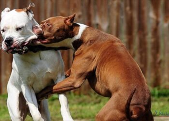 El registro de perros peligrosos ya está habilitado: mirá como hacer y enteráte que pasará con los callejeros