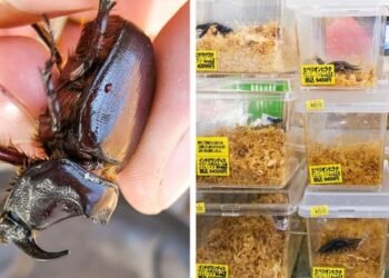 ¿Te gustaría trabajar en Japón? Mirá estos insólitos puestos de trabajo que ofrece el país asiático