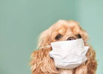 Alertan que la cepa británica afectaría gravemente la salud de las mascotas