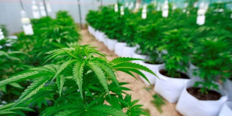 ¿Cuándo arranca el cultivo de cannabis medicinal en San Juan?