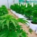 ¿Cuándo arranca el cultivo de cannabis medicinal en San Juan?