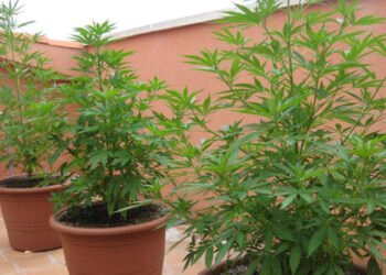 Fueron a investigar un robo y lo detuvieron por cultivar cannabis