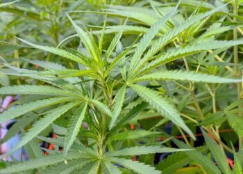 Autorizaron la inscripción de variedades de cannabis para uso medicinal