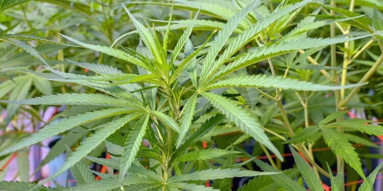Autorizaron la inscripción de variedades de cannabis para uso medicinal