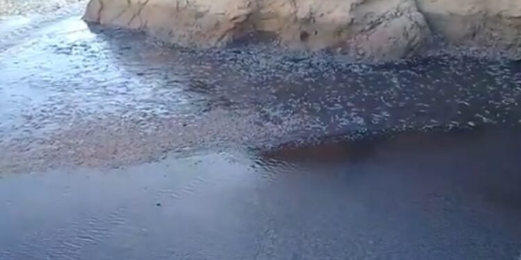 Alarmante: se secó el Dique de Jáchal y miles peces nadan en lodo