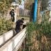 Maltrato animal: en Albardón, tiraron a un perro al canal con un bloque de cemento atado al cuello