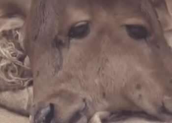 Nació un ternero con dos cabezas en la India y aseguran que fue un milagro