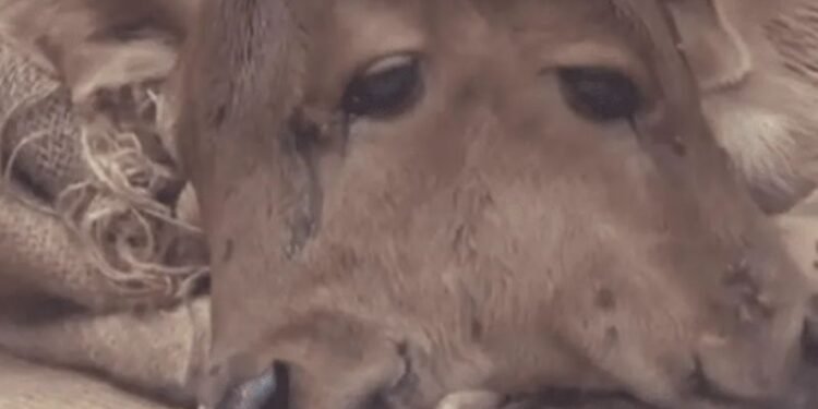 Nació un ternero con dos cabezas en la India y aseguran que fue un milagro