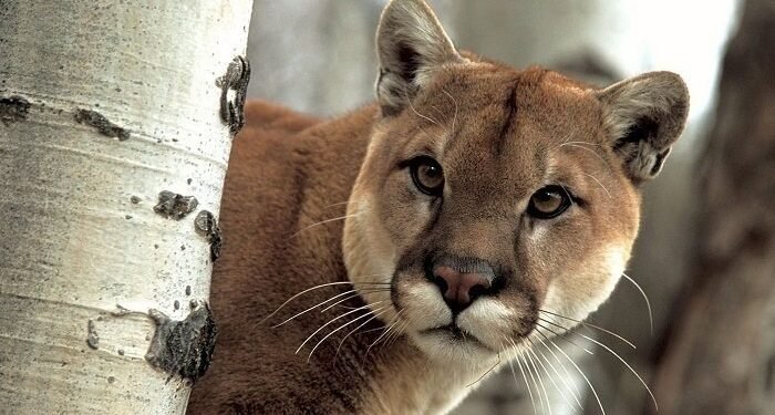 Leyes que atrasan: el Gobierno de Chubut paga por cazar pumas y zorros