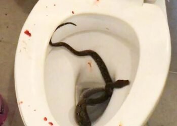 Fue a sentarse en el inodoro y una víbora le mordió los genitales