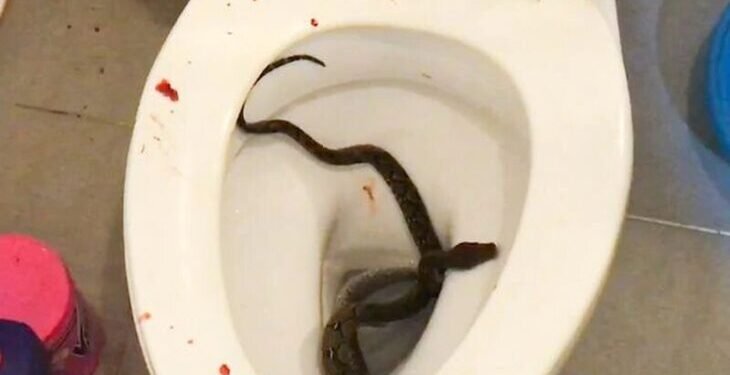 Fue a sentarse en el inodoro y una víbora le mordió los genitales