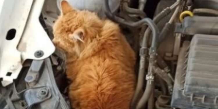 «Cómo pancho por su casa»: Mirá la sorpresa que se llevó un joven sanjuanino cuando fue a cargar nafta