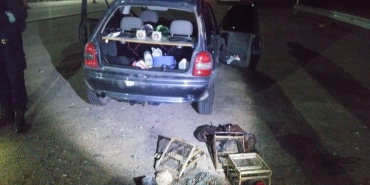 En un operativo nocturno fueron rescatadas 20 aves destinadas a la comercialización