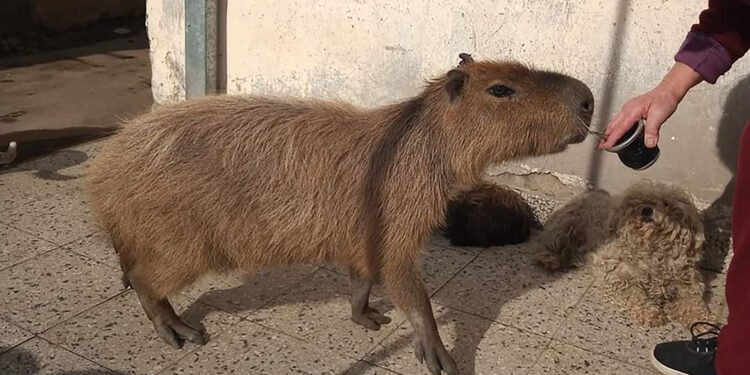Pancho, el carpincho que los vecinos impidieron que Gendarmería se lleve