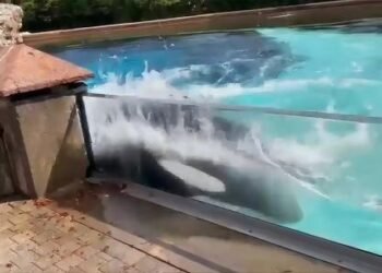 Video: una orca en cautiverio se golpea contra el estanque en busca de libertad