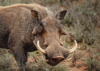 Un hombre murió tras ser atacado por jabalí al que le acababa de pegar un tiro