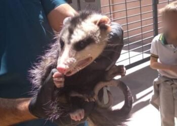 ¡Se hizo la «chupina»! Encontraron a una zarigueya en la puerta de colegio en Capital