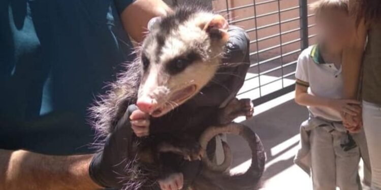 ¡Se hizo la «chupina»! Encontraron a una zarigueya en la puerta de colegio en Capital