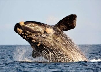 La supervivencia de la ballena franca austral en peligro por el cambio climático