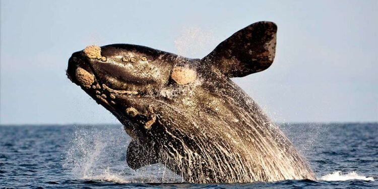 La supervivencia de la ballena franca austral en peligro por el cambio climático