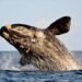 La supervivencia de la ballena franca austral en peligro por el cambio climático