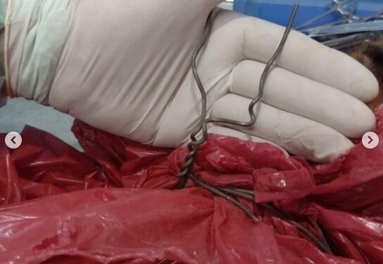 Proteccionistas encontraron a una perrita muerta con un alambre atado al cuello y denunciaron a una empresa constructora