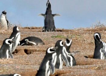 Chubut: dueño de un campo aplastó 140 nidos de pingüinos al abrir un camino ilegal en Punta Tombo