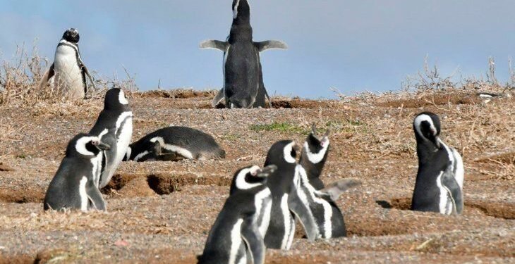 Chubut: dueño de un campo aplastó 140 nidos de pingüinos al abrir un camino ilegal en Punta Tombo