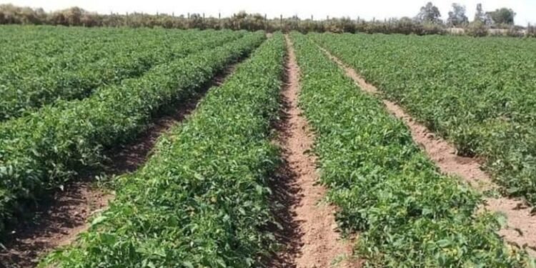 El Congreso Mundial del Tomate para industria se realizará en marzo en San Juan