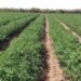 El Congreso Mundial del Tomate para industria se realizará en marzo en San Juan