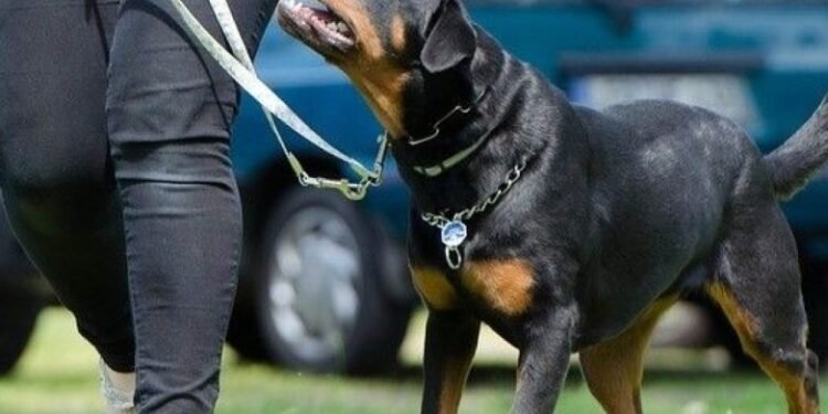 Ambiente comienza mañana la preinscripción para el chipeo gratuito de perros peligrosos