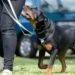 Ambiente comienza mañana la preinscripción para el chipeo gratuito de perros peligrosos