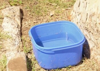 Salud refuerza las medidas preventivas en épocas de lluvia para evitar la propagación del mosquito Aedes aegypti