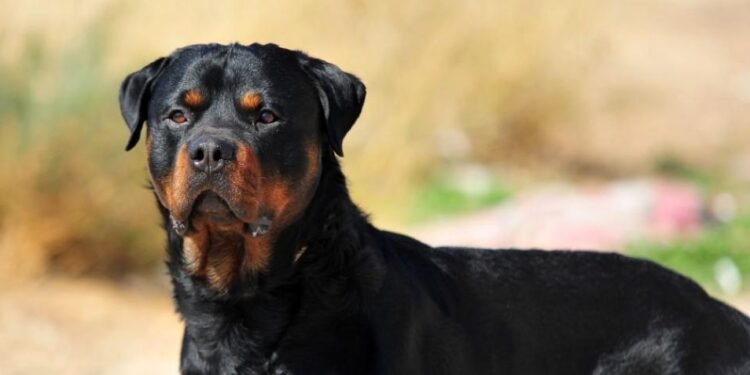 San Juan: comienza la preinscripción para el chipeo gratuito de perros potencialmente peligrosos