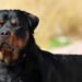 San Juan: comienza la preinscripción para el chipeo gratuito de perros potencialmente peligrosos