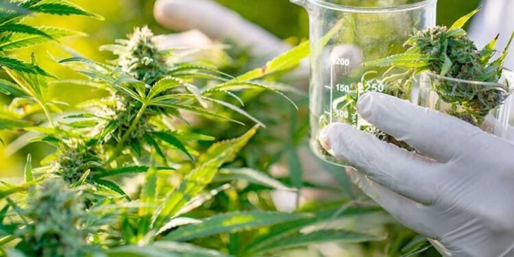 Cannabis medicinal: se podrá tener hasta 9 plantas por paciente y las ONG podrán cultivar para 150 representados