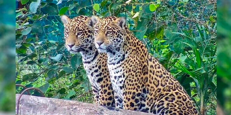 Localizaron a los 8 yaguaretés del Iberá que lograron sobrevivir a los incendios