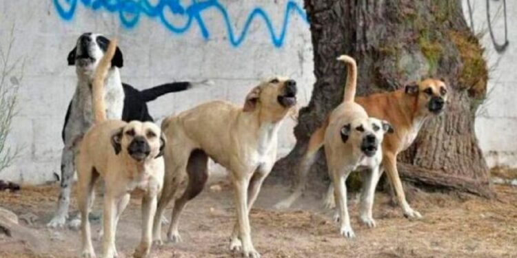 El Intendente de Ullum no practicará eutanasia a perros callejeros debido a que no hay consenso