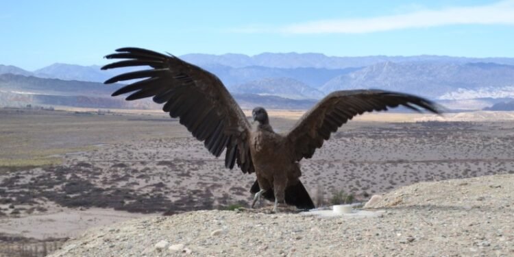 En el marco del Día del Animal, Ambiente liberará dos cóndores tras su recuperación