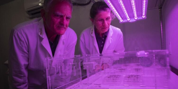 Logran cultivar plantas en suelos traídos de la Luna