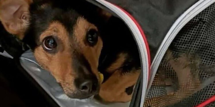 «Coco», el perro que fue varado en Ezeiza, será vacunado y quedará en cuarentena