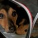 «Coco», el perro que fue varado en Ezeiza, será vacunado y quedará en cuarentena