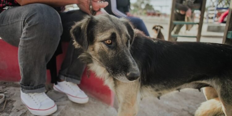 #Acompañame: Chimbas y San Martín son los nuevos destinos de los quirófanos de esterilización de mascotas