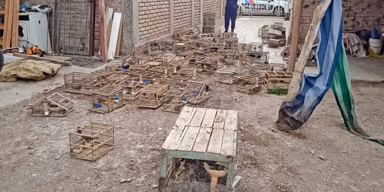 La Secretaría de Estado de Ambiente rescató 362 aves que iban a ser comercializadas