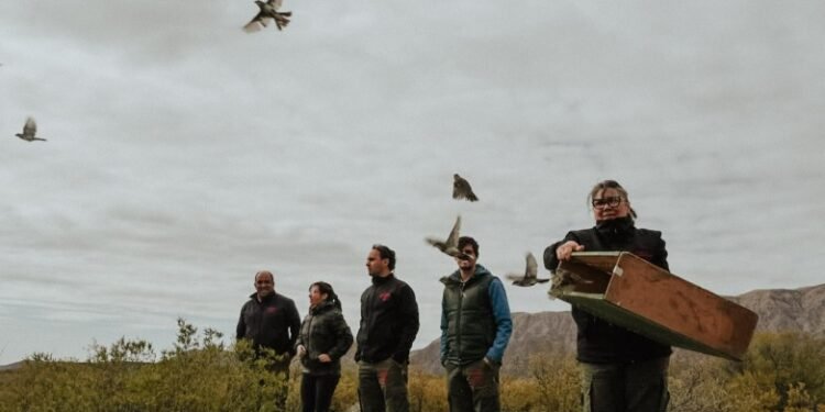 Ambiente rescató y puso en libertad cerca de 80 aves de diferentes especies