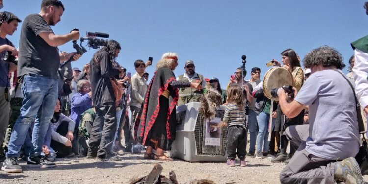 Dos cóndores rescatados y recuperados vuelven a su hábitat natural