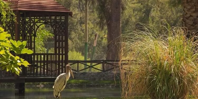 Conocé la nueva especie del Parque Faunístico: un ave de pico encorvado