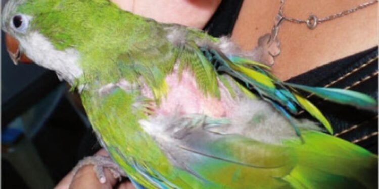Recomendaciones para prevenir la psitacosis, la enfermedad transmitida por aves