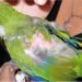 Recomendaciones para prevenir la psitacosis, la enfermedad transmitida por aves