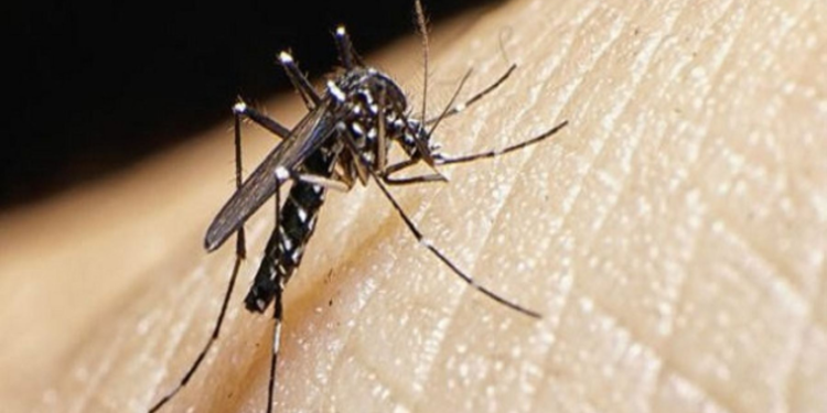 Hospitales porteños colapsados por el aumento de los casos de dengue: lo que hay que saber para prevenirse